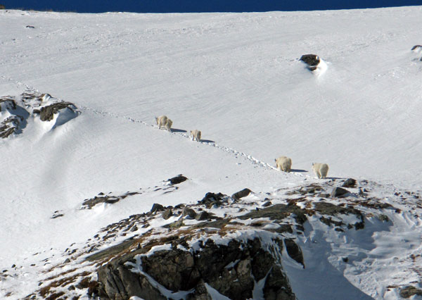 clinton peak mountain goats